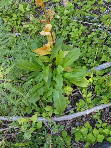 Image of Frasera umpquaensis by (c) Kayla Sweeten, some rights reserved (CC BY)