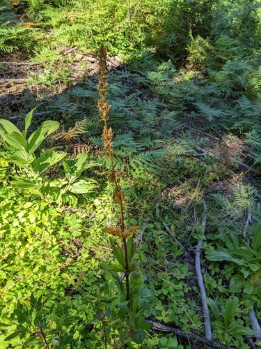Image of Frasera umpquaensis by (c) Kayla Sweeten, some rights reserved (CC BY)