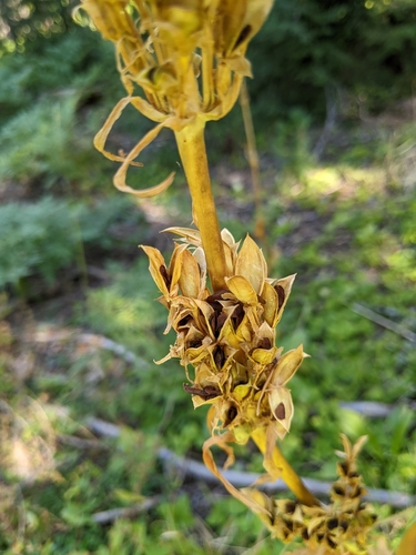 Image of Frasera umpquaensis by (c) Kayla Sweeten, some rights reserved (CC BY)