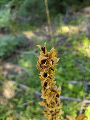 Image of Frasera umpquaensis by (c) Kayla Sweeten, some rights reserved (CC BY)