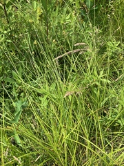 Carex cristatella