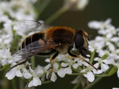 Eristalis jugorum