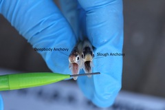 Slough Anchovy photo 2