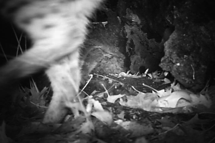 Bobcat from Jackson Branch of WRC @75231 on April 10, 2016 by ...