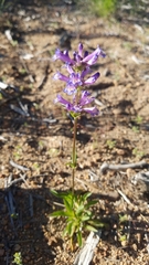 Penstemon heterodoxus