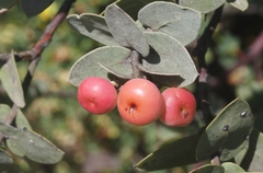 Arctostaphylos luciana