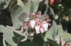 Arctostaphylos luciana