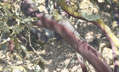 Arctostaphylos luciana