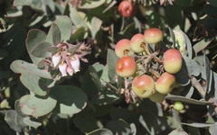 Arctostaphylos luciana