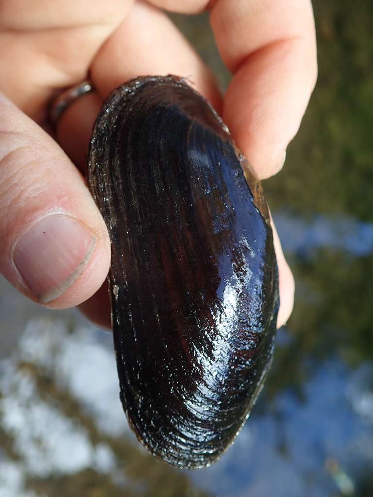 Western Pearlshell