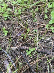 Megarhyssa nortoni