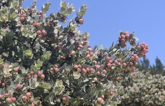 Arctostaphylos luciana