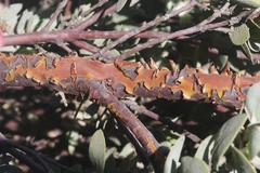 Arctostaphylos luciana