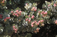 Arctostaphylos luciana