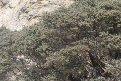 Arctostaphylos luciana