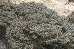 Arctostaphylos luciana