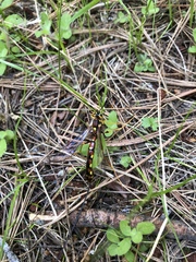 Megarhyssa nortoni