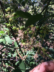 Ceanothus integerrimus macrothyrsus