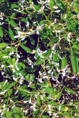 Rhynchospora colorata