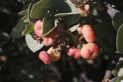Arctostaphylos luciana