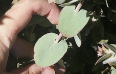 Arctostaphylos luciana