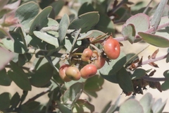 Arctostaphylos luciana
