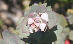 Arctostaphylos luciana