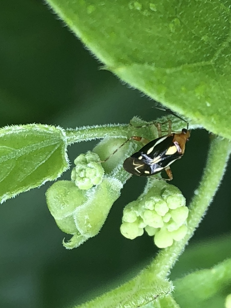 Horciasinus amazonicus