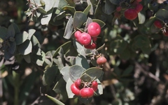 Arctostaphylos luciana