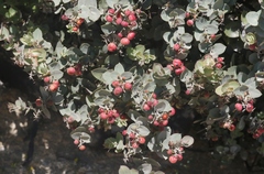 Arctostaphylos luciana