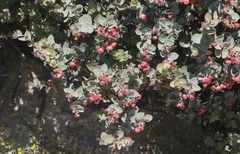 Arctostaphylos luciana