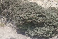Arctostaphylos luciana