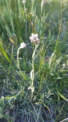 Antennaria rosea