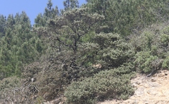 Arctostaphylos luciana