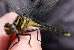 Phanogomphus quadricolor