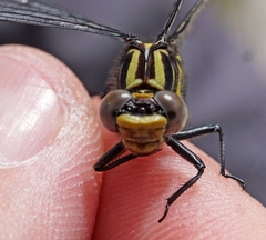 Phanogomphus quadricolor