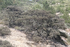 Arctostaphylos luciana