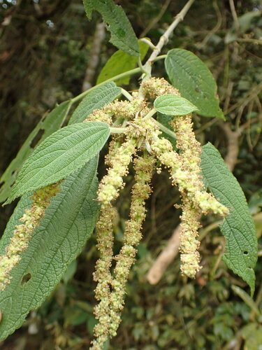 Boehmeria caudata, photograph 4