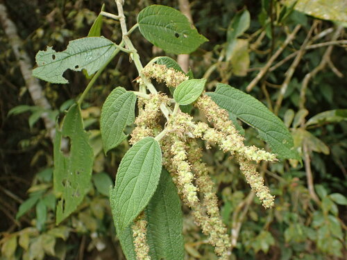 Boehmeria caudata, photograph 5