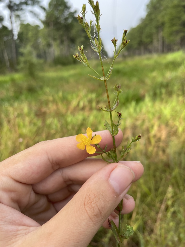 Sharplobe St. Johnswort (Hypericum harperi)