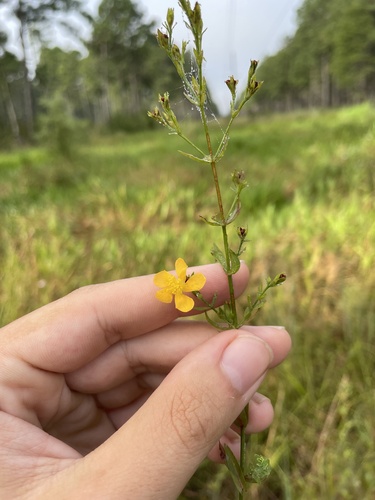 Harper's St. John's Wort (Hypericum harperi)