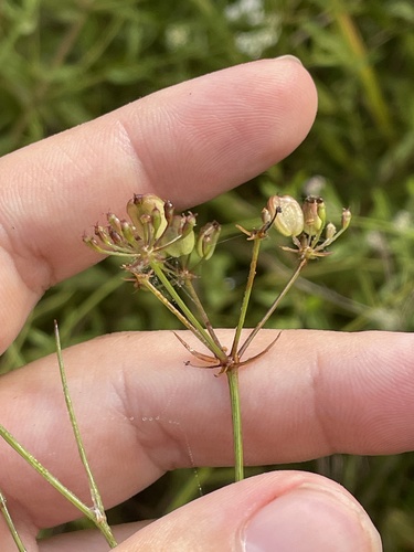 Canby's dropwort (Tiedemannia canbyi)