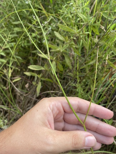 Image of Tiedemannia canbyi by no rights reserved