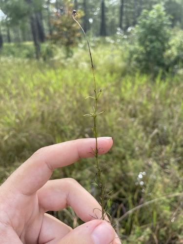 Sclerolepis uniflora, photograph 6