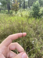 Sclerolepis uniflora, photograph author not stated, no rights reserved