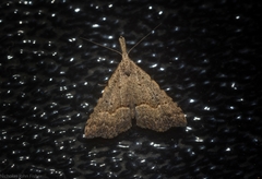 Trigonistis asthenopa