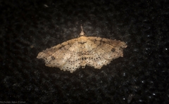 Philogethes metableta