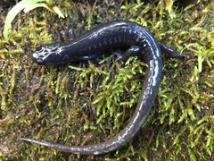 Plethodon metcalfi