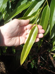 Ficus binnendykii