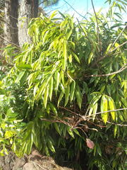 Ficus binnendykii